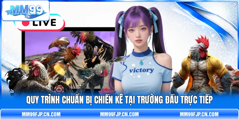 Quy trình chuẩn bị chiến kê tại trường đấu trực tiếp Quy trình chuẩn bị chiến kê tại trường đấu trực tiếp